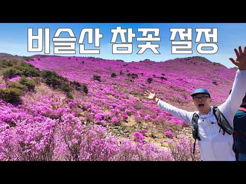 지금 당장 가야하는 역대급 비슬산 진달래 분홍빛 물결 | 4월 16일 실시간 영상 썸네일