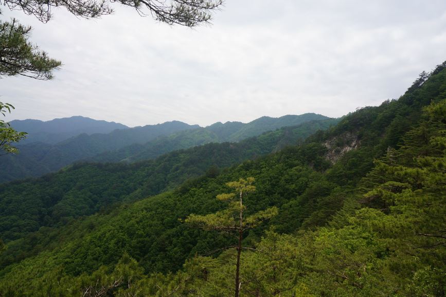 응봉산