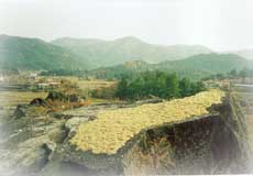 축령산